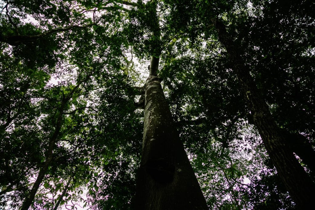 Ceiba in Nationaal park El Imposible.