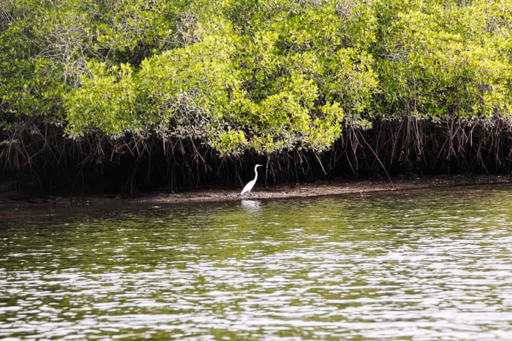 Bahia de Jiquilisco is met 100.000 hectare het grootste mangrovegebied van Centraal Amerika. Je vindt er kleine eilanden, baaitjes, kanalen, zandstrandjes, bossen en een zoetwater lagune. 