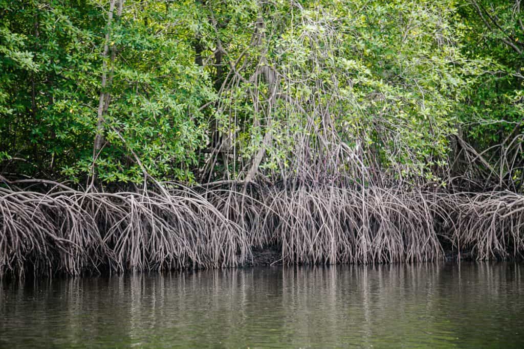 Bahia de Jiquilisco is met 100.000 hectare het grootste mangrovegebied van Centraal Amerika.