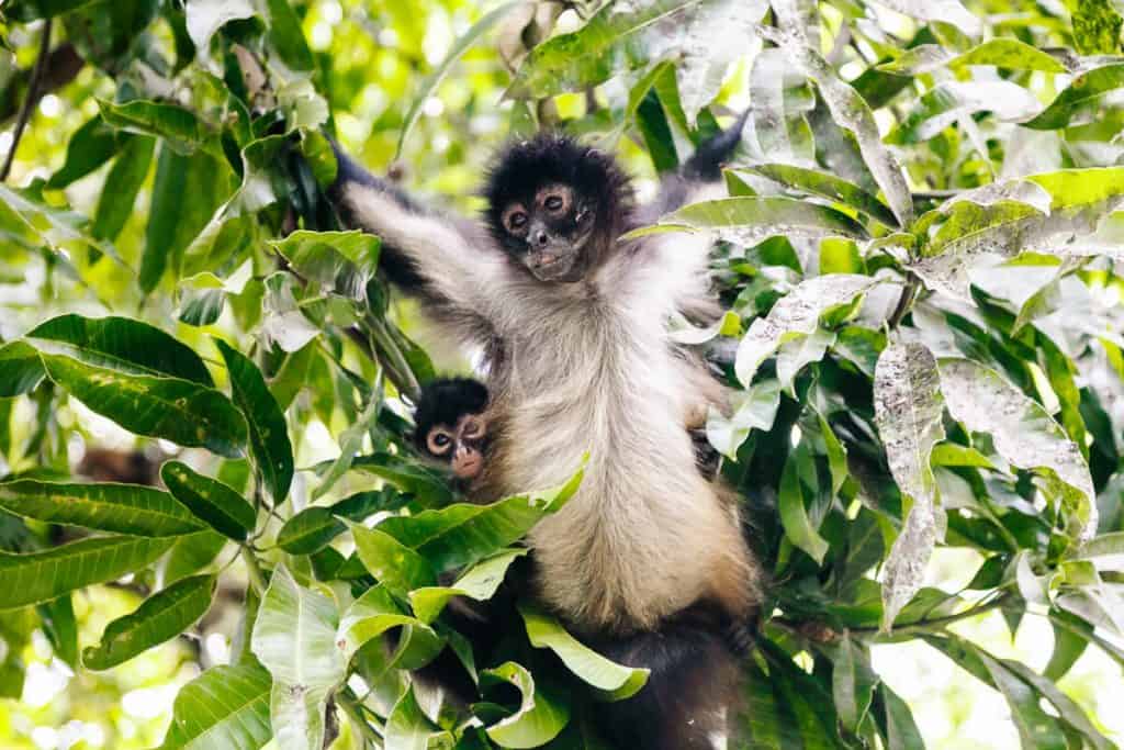 Monkeys in El Salvador.