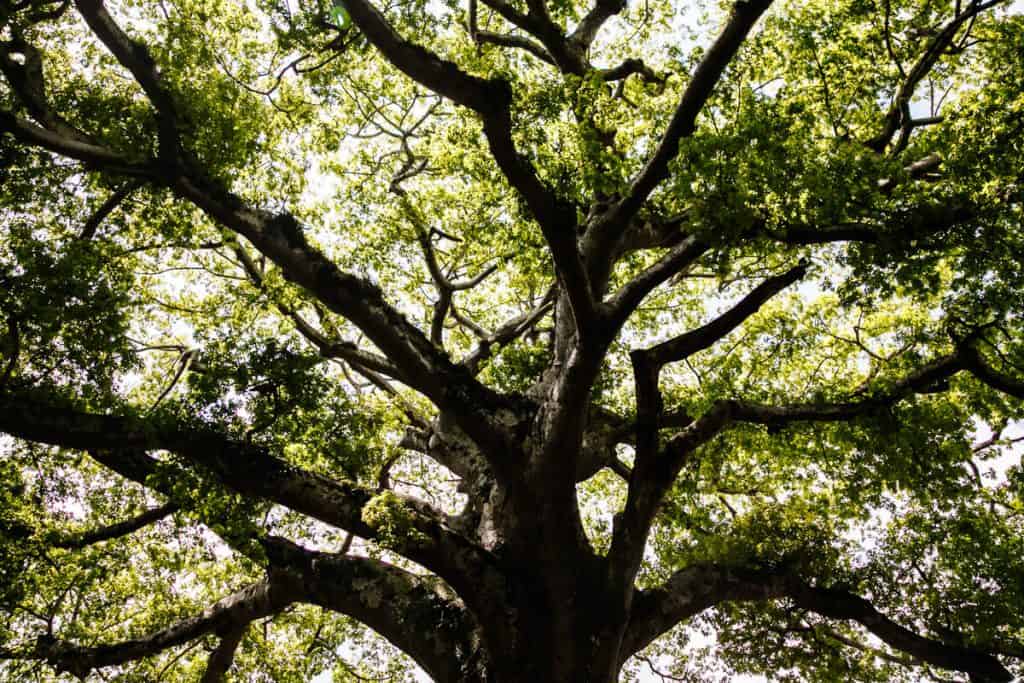 De Ceiba boom in Salcoatitán, langs de Ruta de las Flores in El Salvador.