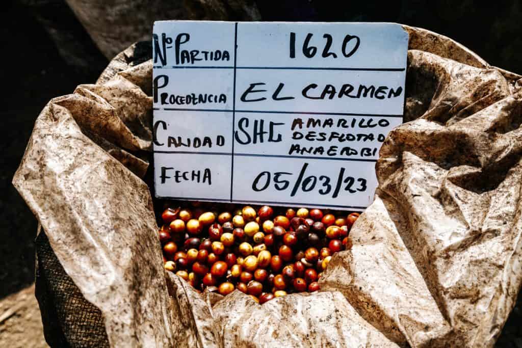 Koffiebonen - Rondom de bloemenroute in El Salvador vind je talloze koffieplantages en koffiefabriekjes.