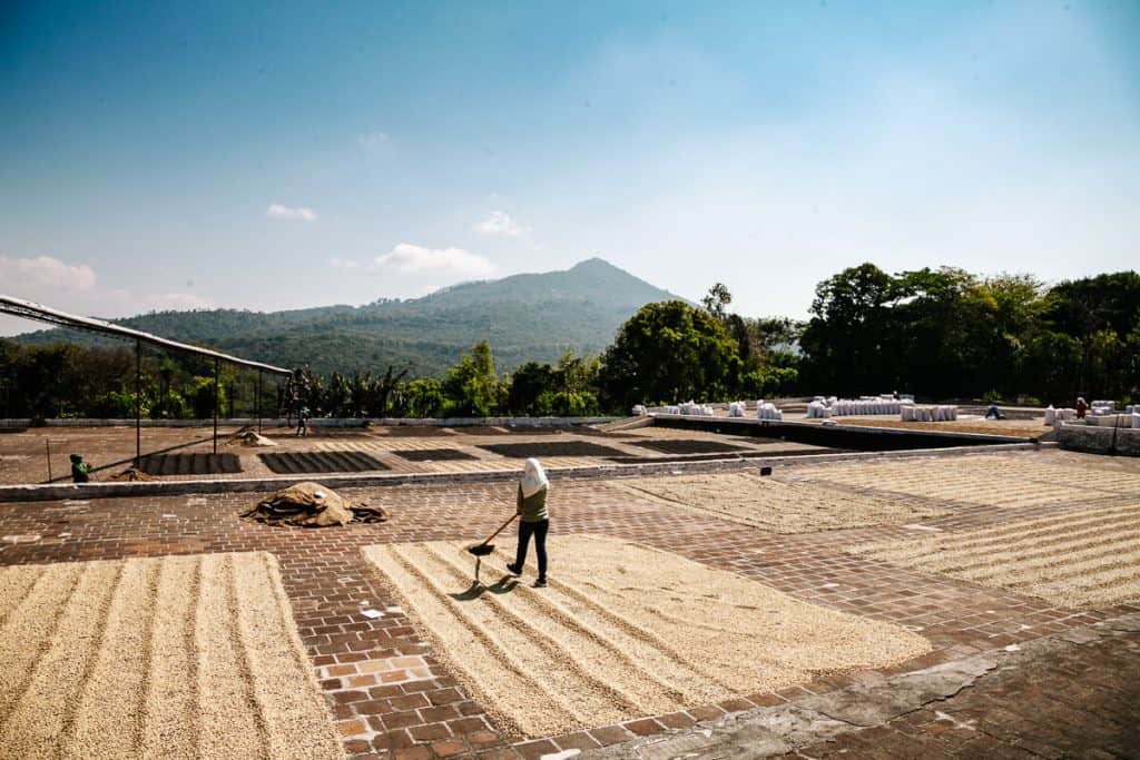 Rondom de bloemenroute in El Salvador vind je talloze koffieplantages en koffiefabriekjes.