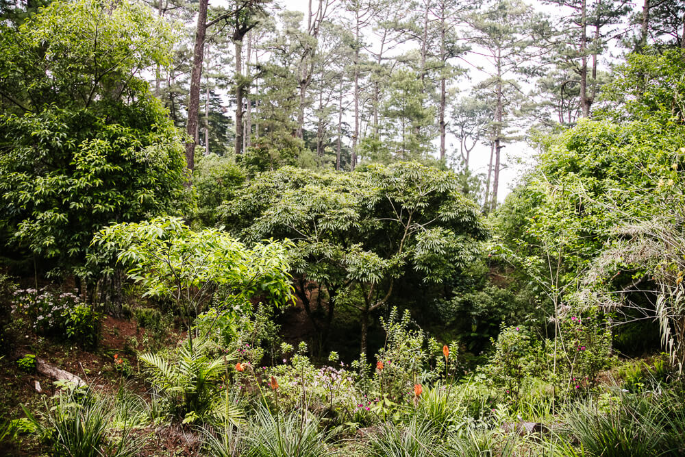 In National Pak El Boqueron there are hiking trails, surrounded by pine trees and flowers, that allow you to view the crater from different sides. 