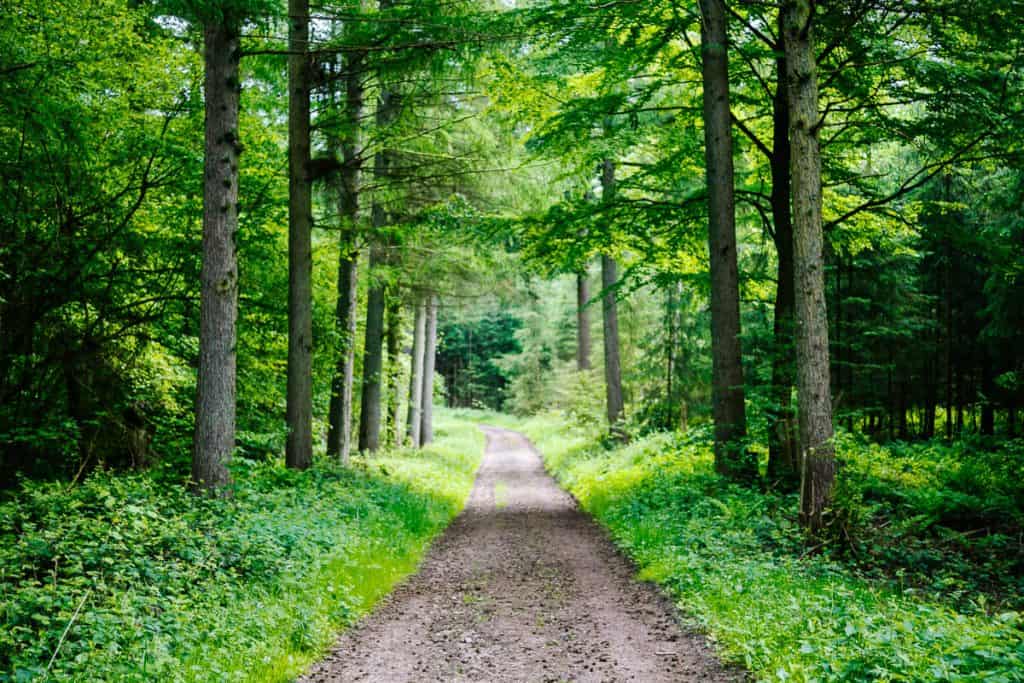 During Øhavstien, the Archipelago trail, you walk through forests, across fields, past charming farms with thatched roofs.