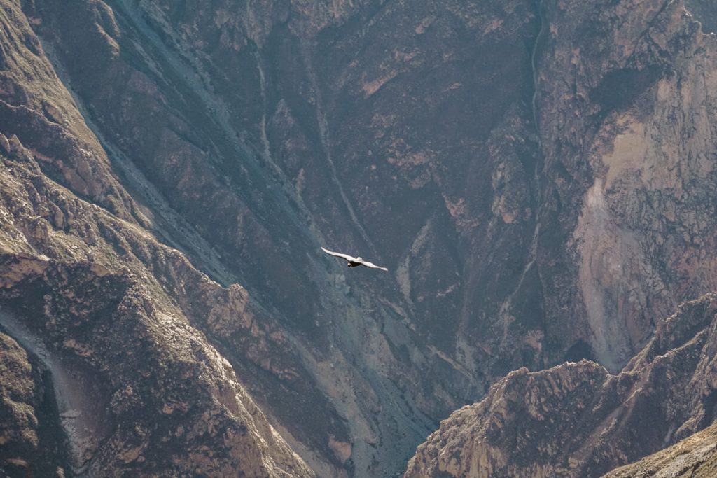 Een van de top bezienswaardigheden rondom Arequipa in Peru is een tocht naar de Colca Canyon. Met een diepte van 4000 meter, is dit een van de diepste kloven ter wereld.