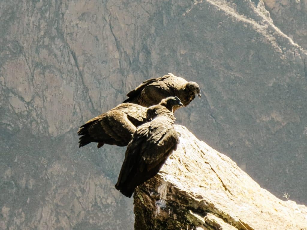 Condors in Peru.