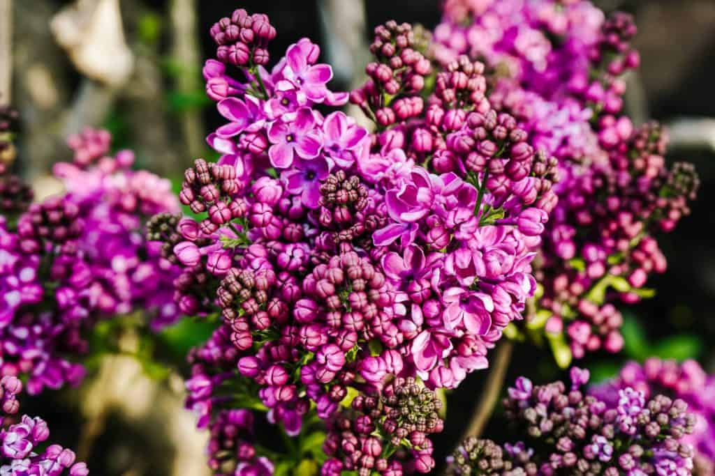 During a boat tour on the Westeinderplassen, a nature reserve, you will pass different greenhouses full with gorgeous purple and white lilacs.