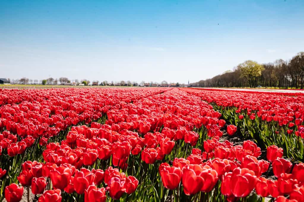 Red tulips.