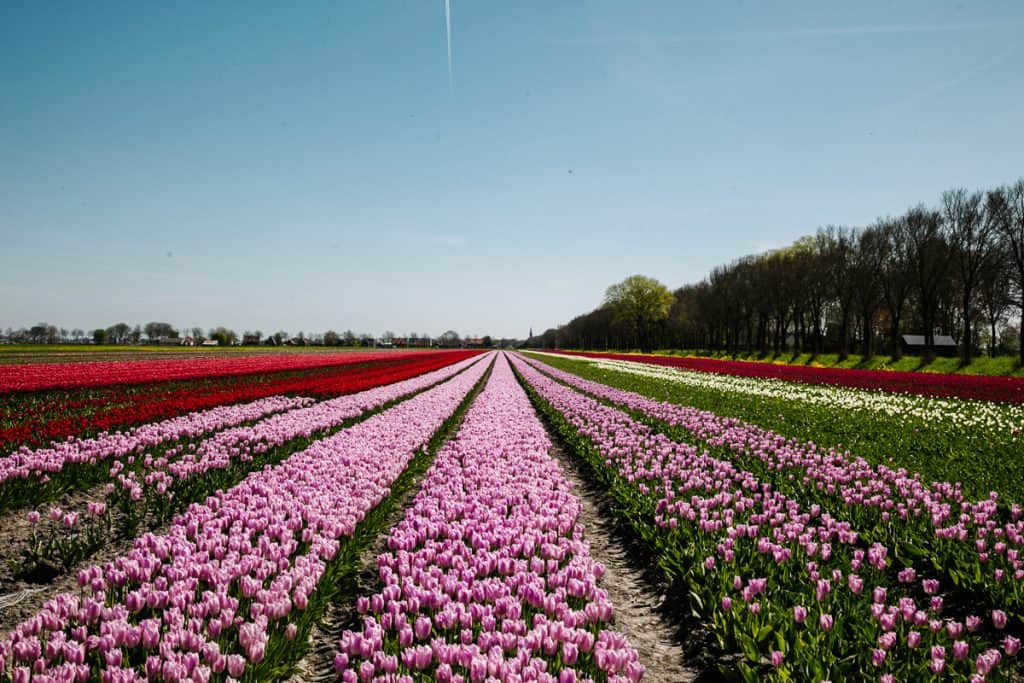 Discover my tips for daytrips to explore the countryside of Amsterdam, including less visited flower fields.