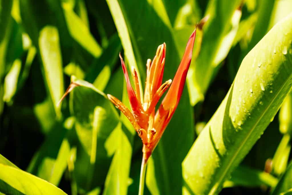 Red tropical flower.