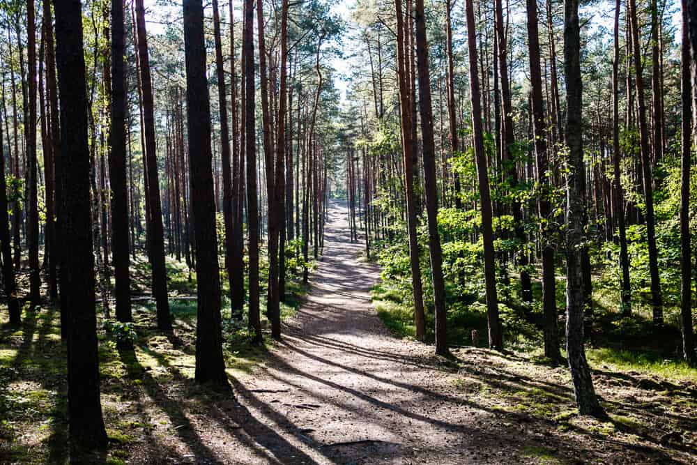 Wist je dat een van de grootste nationale parken van Polen zich op nog geen half uur rijden van Warschau bevindt? Het Kampinos Nationaal Park, gelegen op de grens van Polen en Wit-Rusland is het enige nationale park in Europa dat zich zo dicht bij de hoofdstad van een land bevindt. 