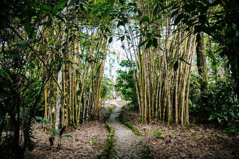 Pad omring door bamboe in Tena Ecuador.