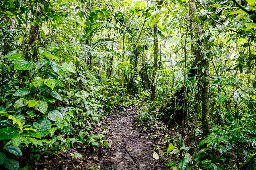Trails in jungle.
