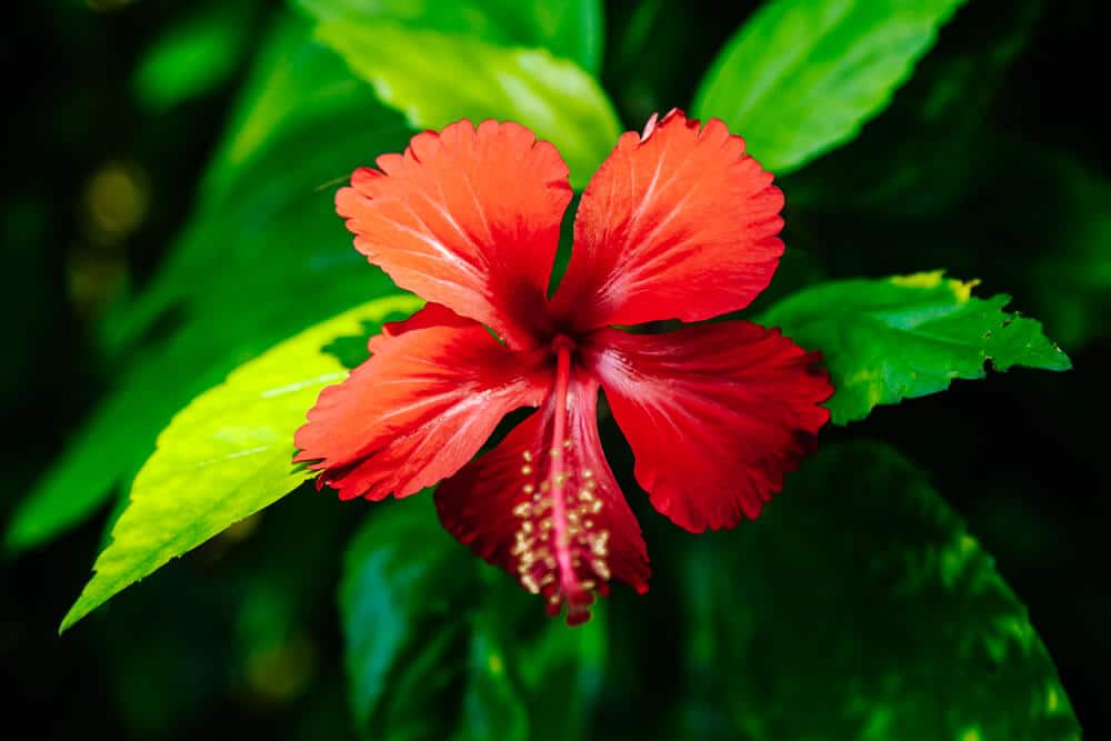 Red flower in jungle.