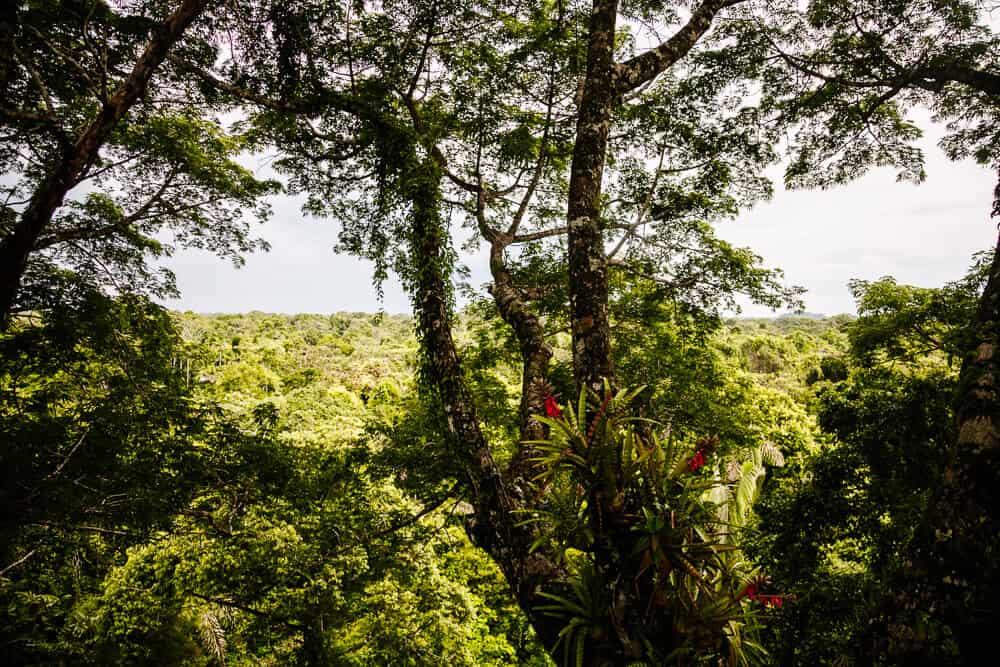 Uitzicht vanaf Observation Tower van La Selva Jungle Lodge in Ecuador.