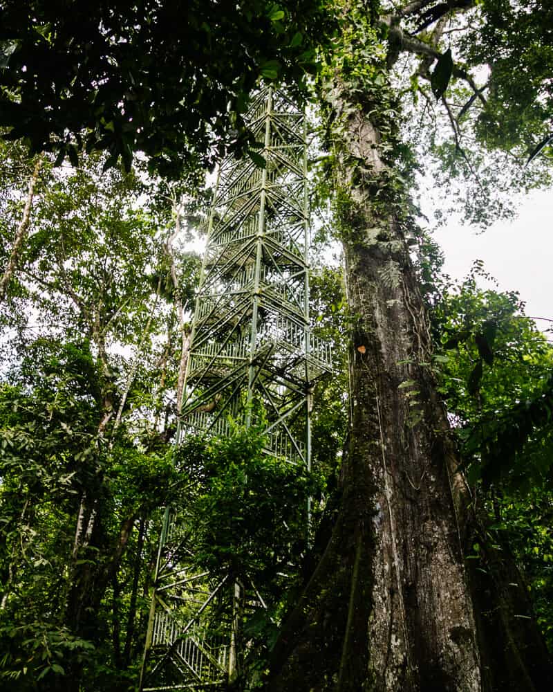 Observation Tower in La Selva Jungle Lodge in Ecuador.