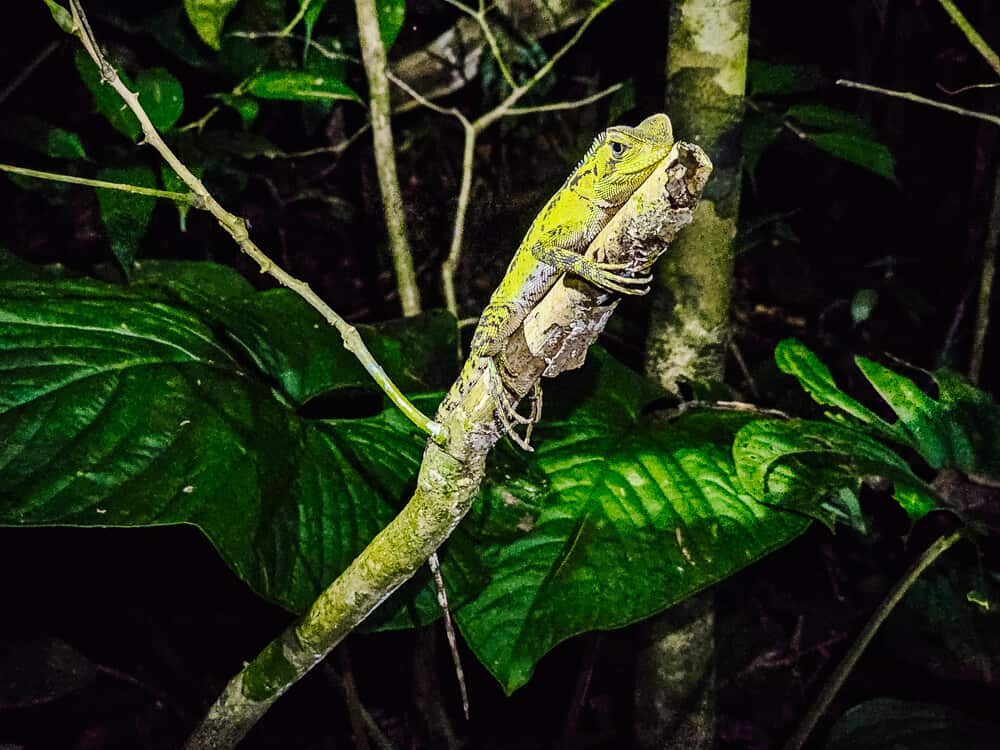 Iguana in jungle.