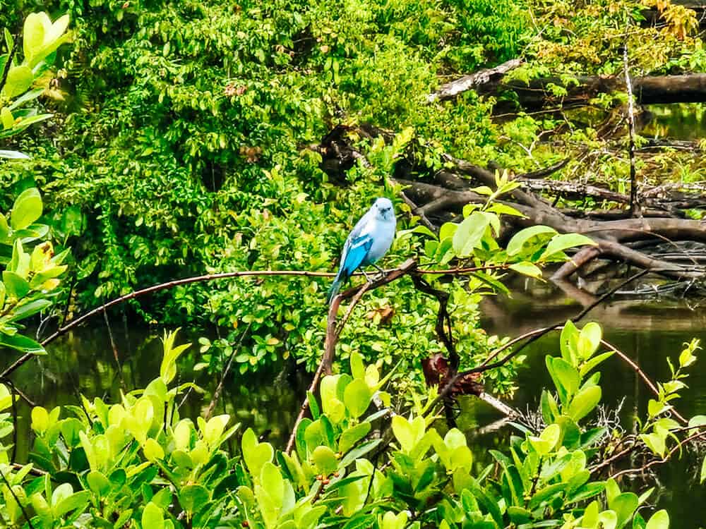 Vogel in Amazone van Ecuador.