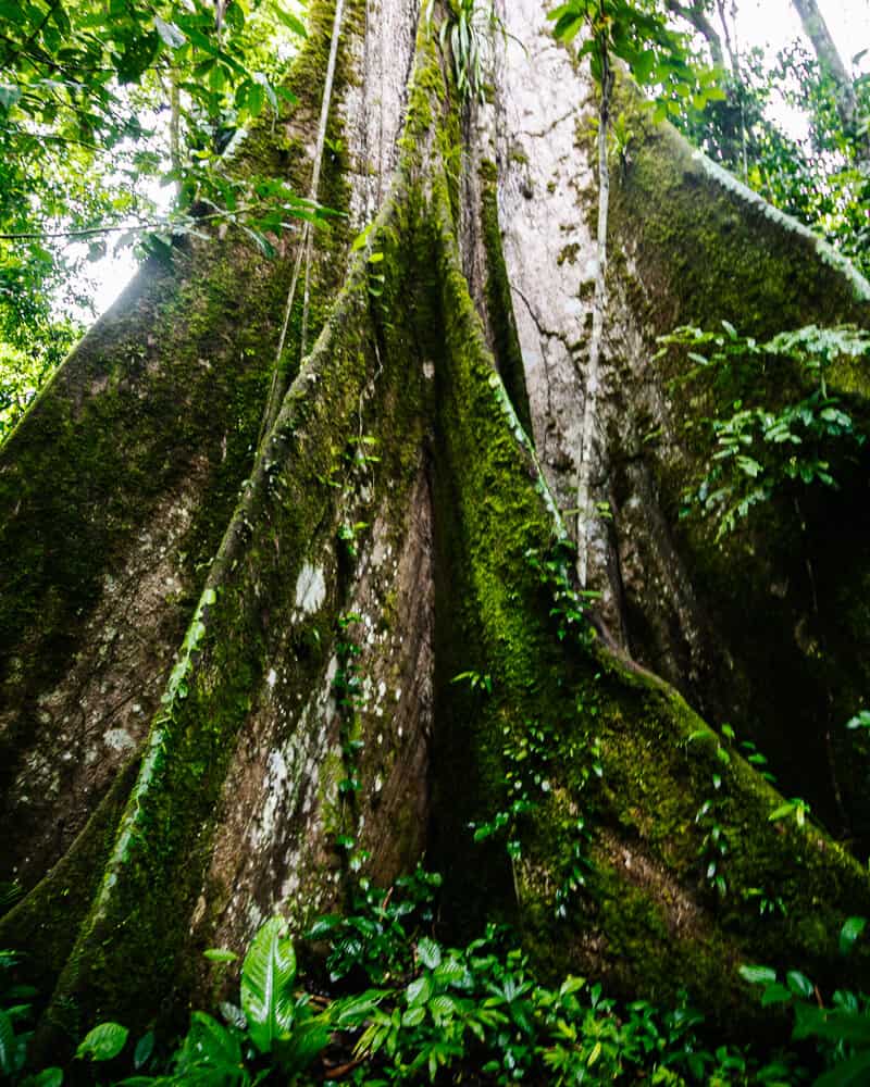 Hoge ceiba boom in jungle.