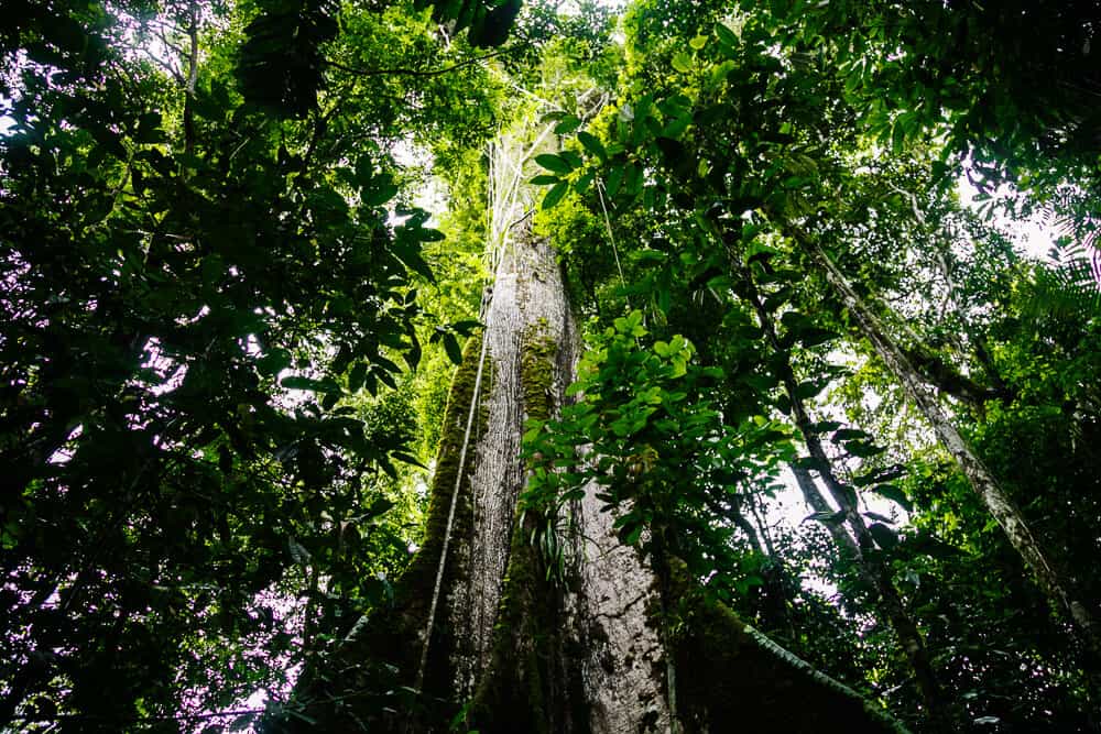 Ceiba tree in jungle.
