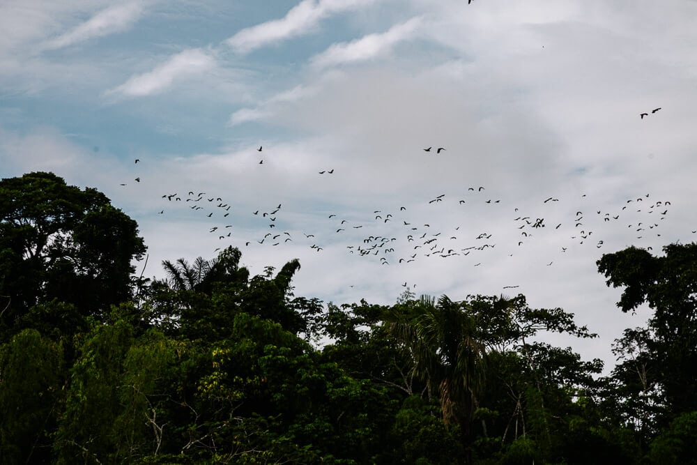 Vliegende papegaaien in Amazone van Ecuador.