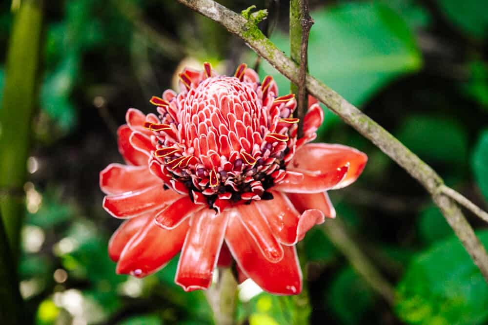 Red flower in Amazon.