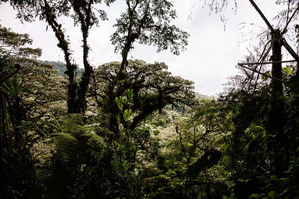 View of cloud forest.