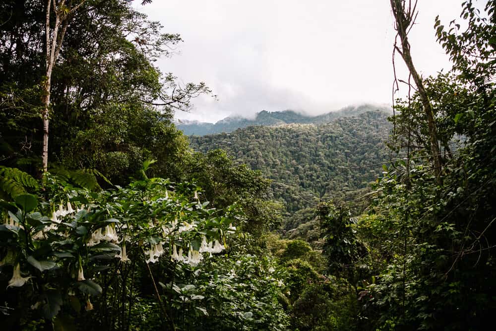 View from Bellavista Cloud Forest Lodge.