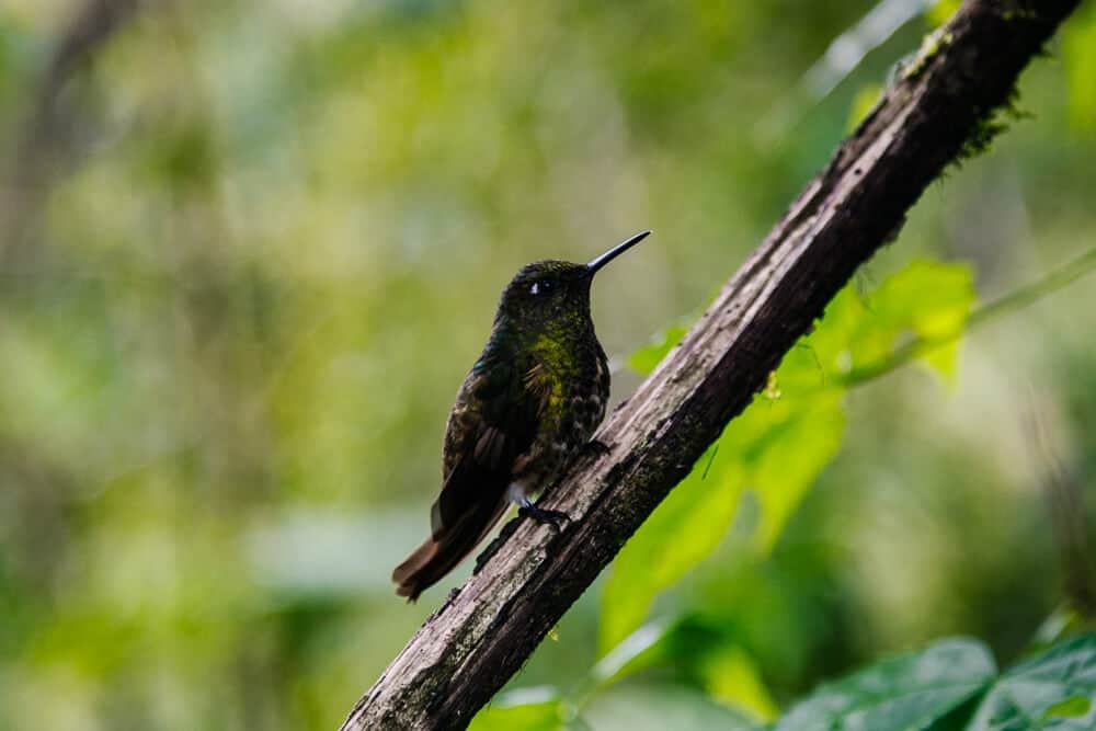 Bellavista Cloud Forest Lodge in Ecuador is one of the best places to go birdwatching. Birdwatchers from around the world come here to look for unique species, and nature enthusiasts to hike and enjoy the beautiful surroundings. 