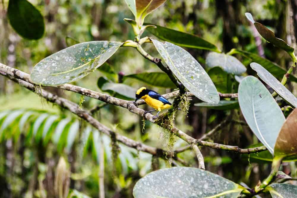 Bellavista Cloud Forest Lodge in Ecuador is one of the best places to go birdwatching. Birdwatchers from around the world come here to look for unique species, and nature enthusiasts to hike and enjoy the beautiful surroundings. 