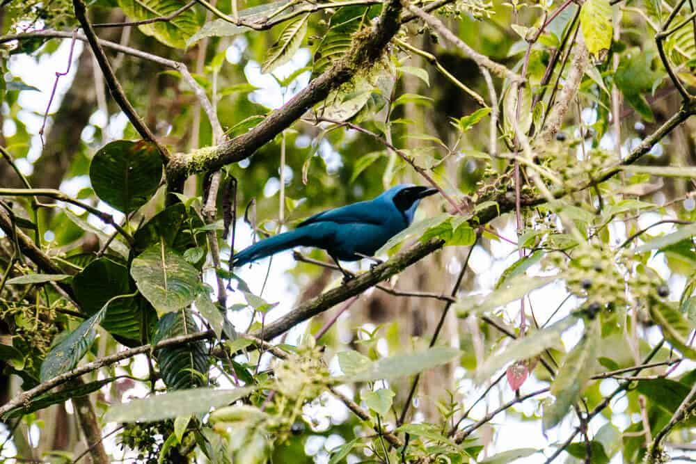 Bellavista Cloud Forest Lodge in Ecuador is een van de beste plekken om vogels te observeren. Vogelaars uit de hele wereld komen hier naartoe om op zoek te gaan naar unieke soorten en natuurliefhebbers om te wandelen.