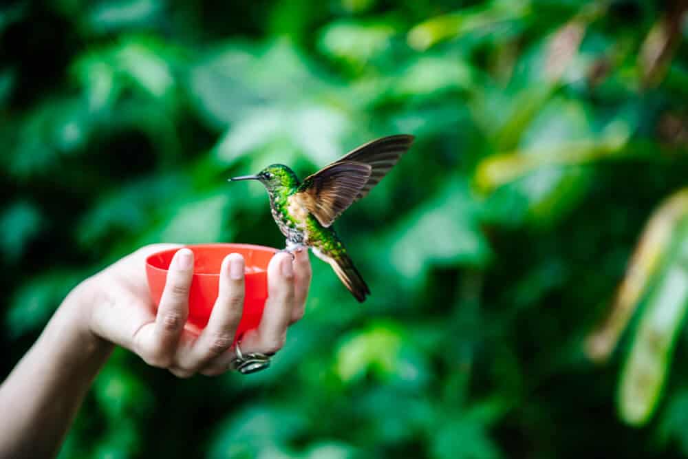 Around Bellavista Cloud Forest Lodge in Ecuador, numerous species of hummingbirds fly, each more beautiful than the other. 