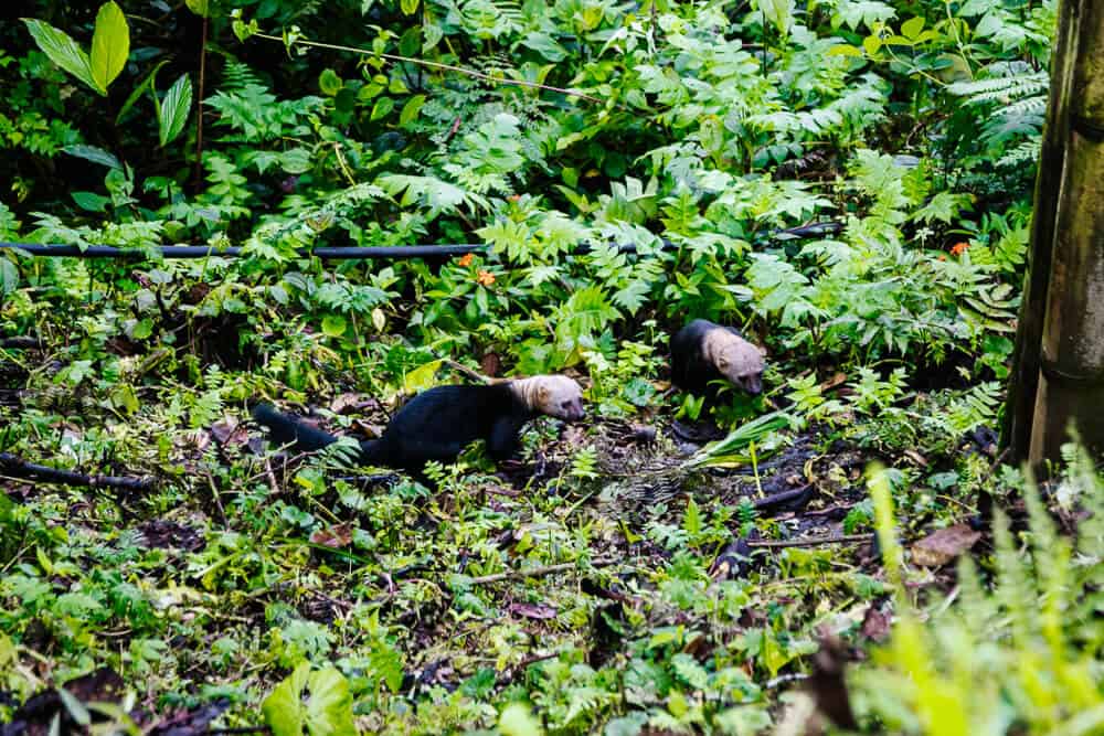 A tayra is a weasel-like animal that often shows up in the morning to eat the leftovers from the night before.