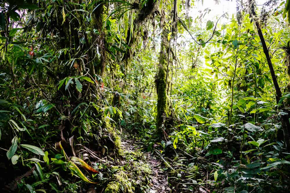 Bellavista Cloud Forest in Ecuador has ten kilometers of hiking trails, divided into twenty routes. 
