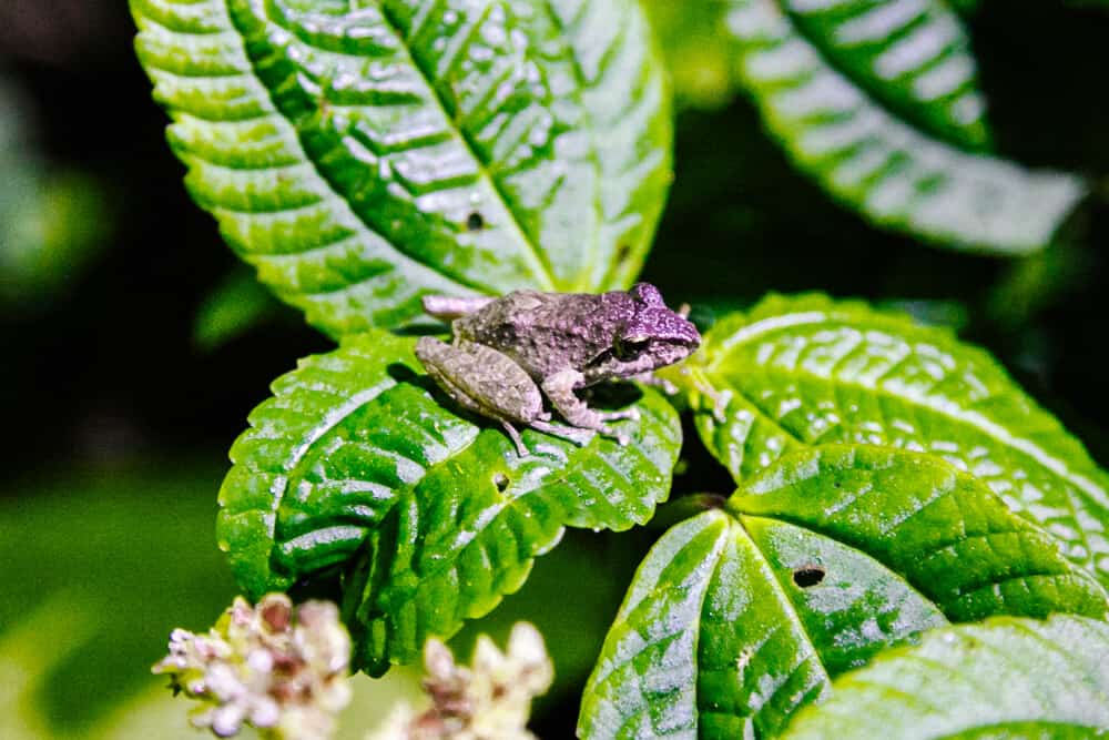 Frog in cloud forest.