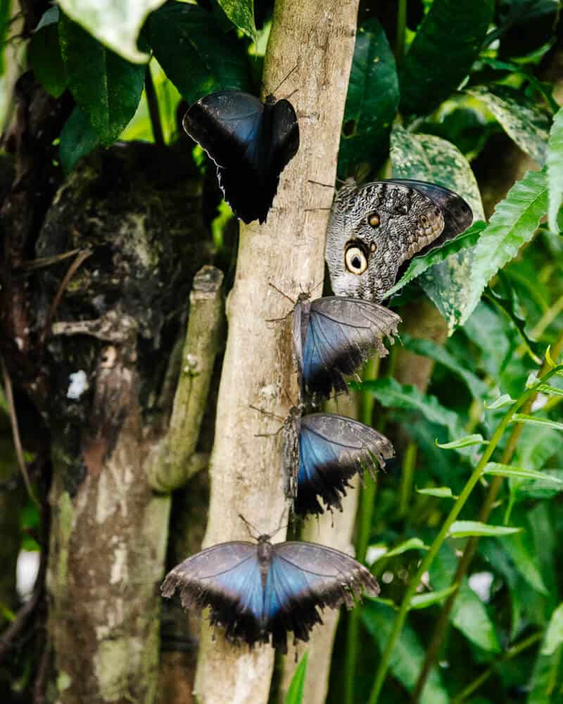 In het Life Center van Mashpi Lodge wordt onderzoek naar vlinders gedaan en kun je vlinders van dichtbij bewonderen.