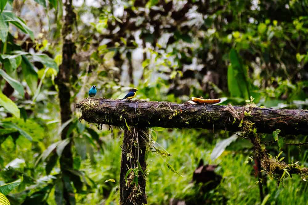 Vogels in het nevelwoud van Ecuador.