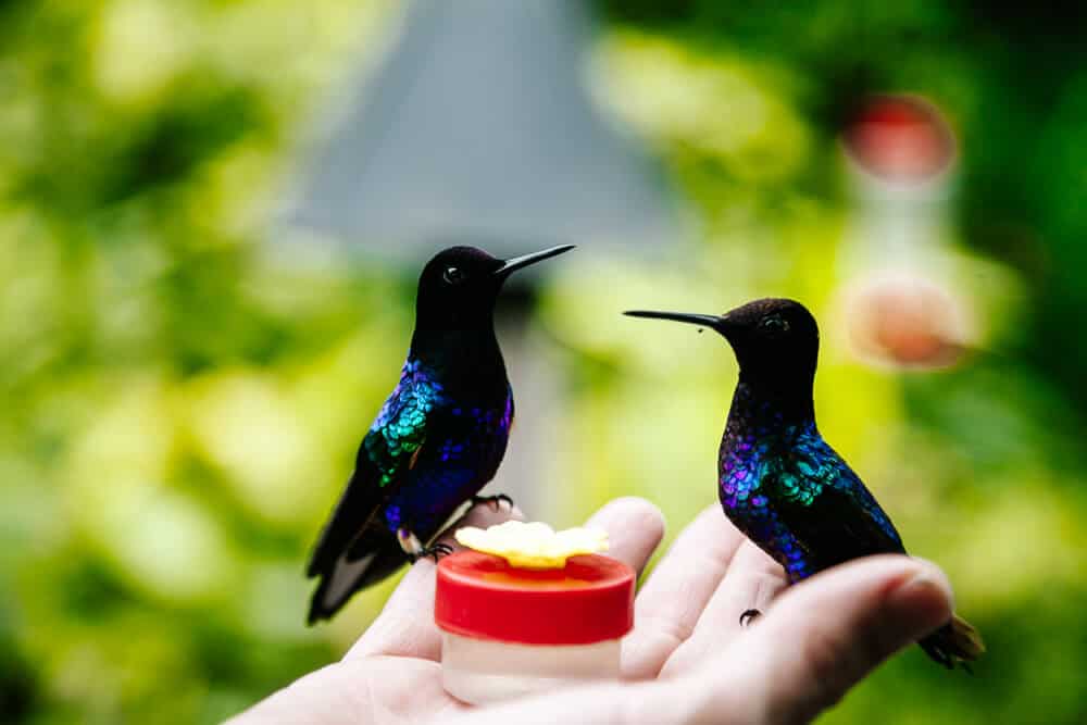 In de hummingbird garden van Mashpi Lodge Ecuador kun je een bakje met suikerwater vasthouden, waardoor talloze kolibries op je vingers komen zitten. 