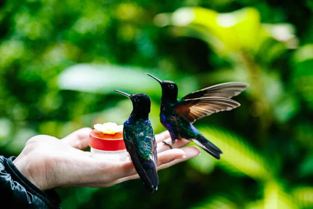 Hummingbirds sitting on hand.