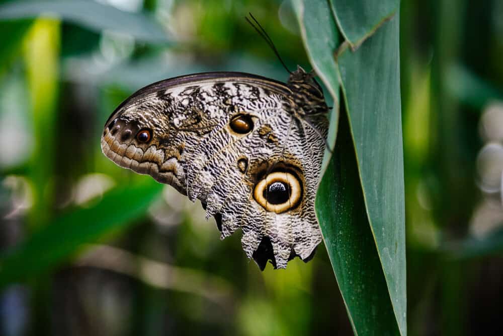 Bij Hacienda Piman kun je een kijkje nemen in de vlindertuin, waar talloze soorten van dichtbij te bewonderen zijn.