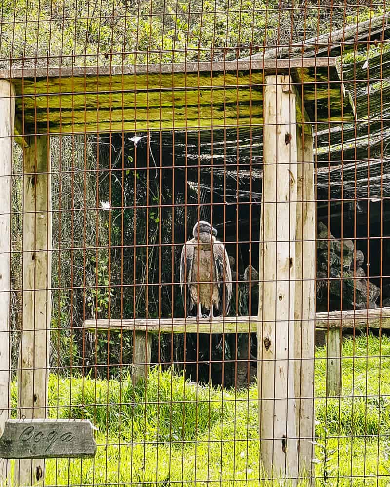 Gewonde of mishandelde roofvogels worden opgevangen en verzorgd bij een project van Hacienda Zuleta, om uitsterven tegen te gaan.