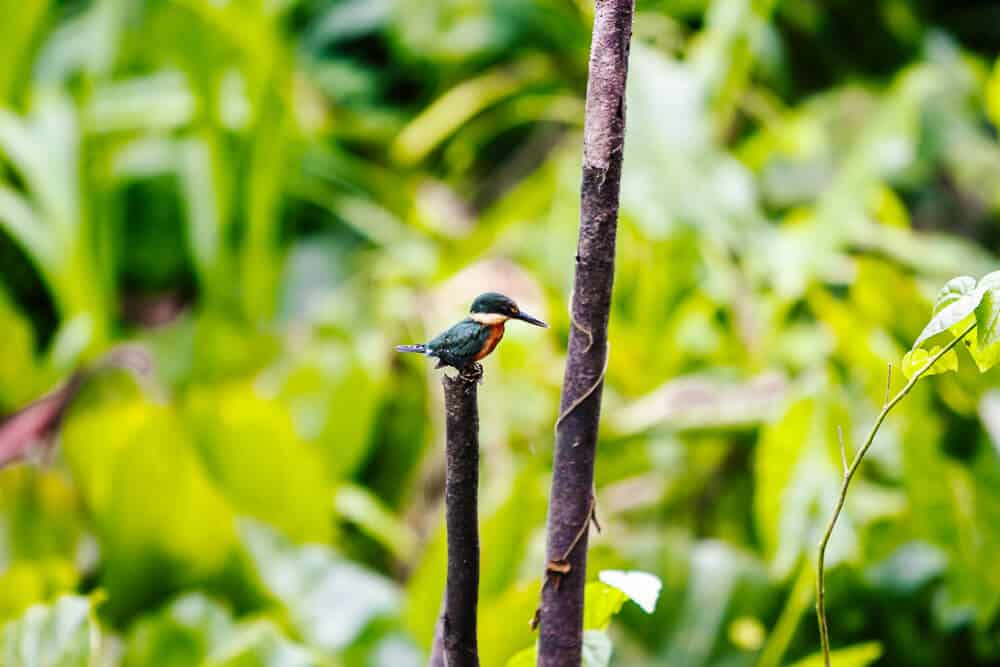 Ijsvogel in de Amazone.