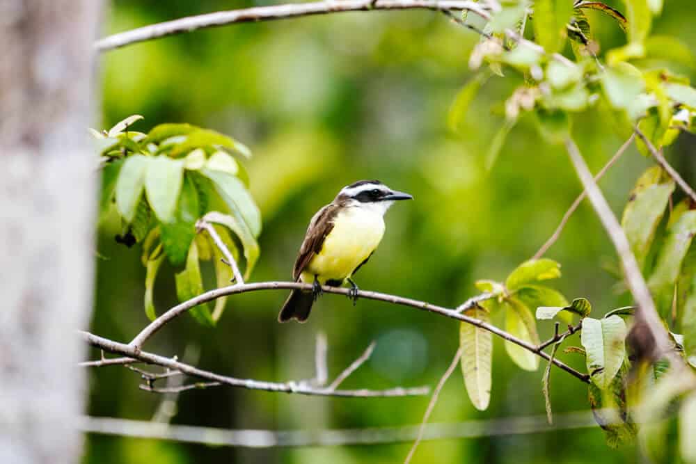 Bird in the Amazon.