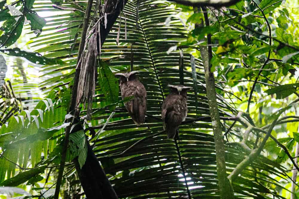 De Crested owl, ofwel de kuifuil, in de Amazone van Ecuador.