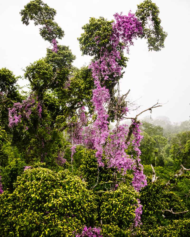 Paarse bloemen in de Amazone.