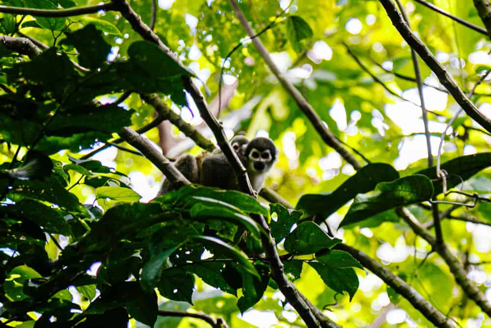 Monkey in the Amazon.