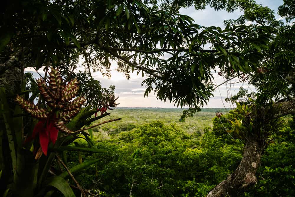 Sacha Lodge heeft een uitzichttoren midden in de jungle van Ecuador met uitzicht op de omgeving.