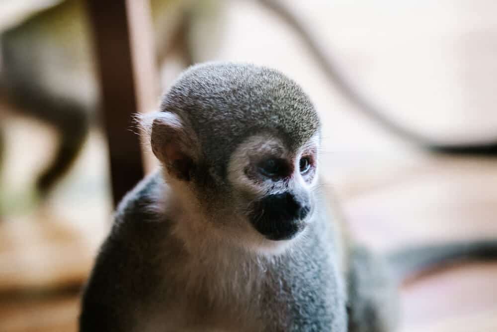 Monkey in Amazon.