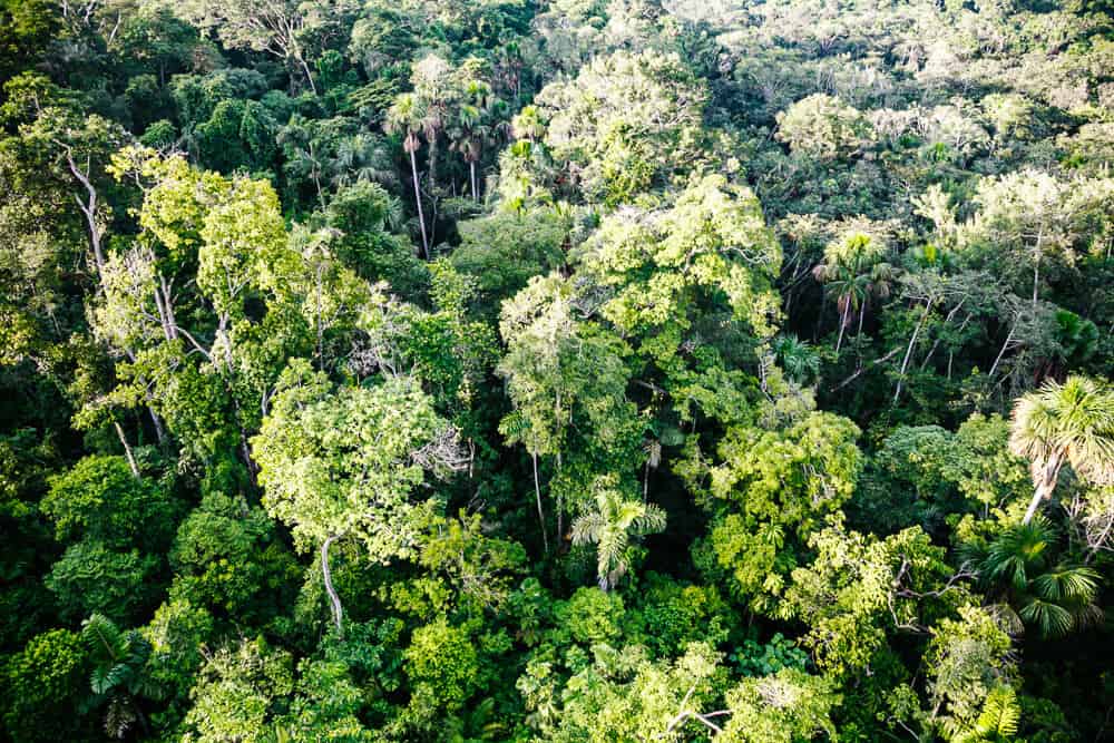 Uitzicht vanuit de lucht op groene regenwoud van Amazone.